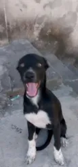 Pretinha