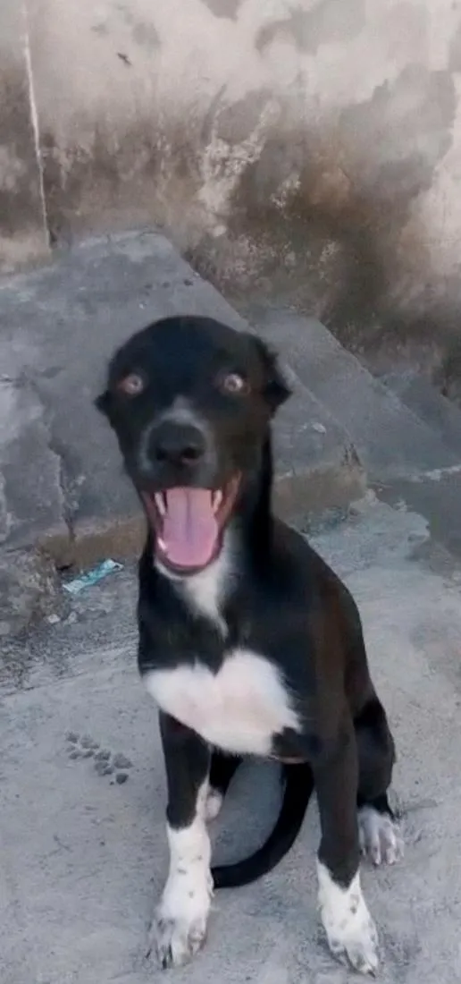 Cachorro raça SRD-ViraLata idade 2 a 6 meses nome Pretinha