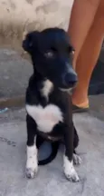 Pretinha