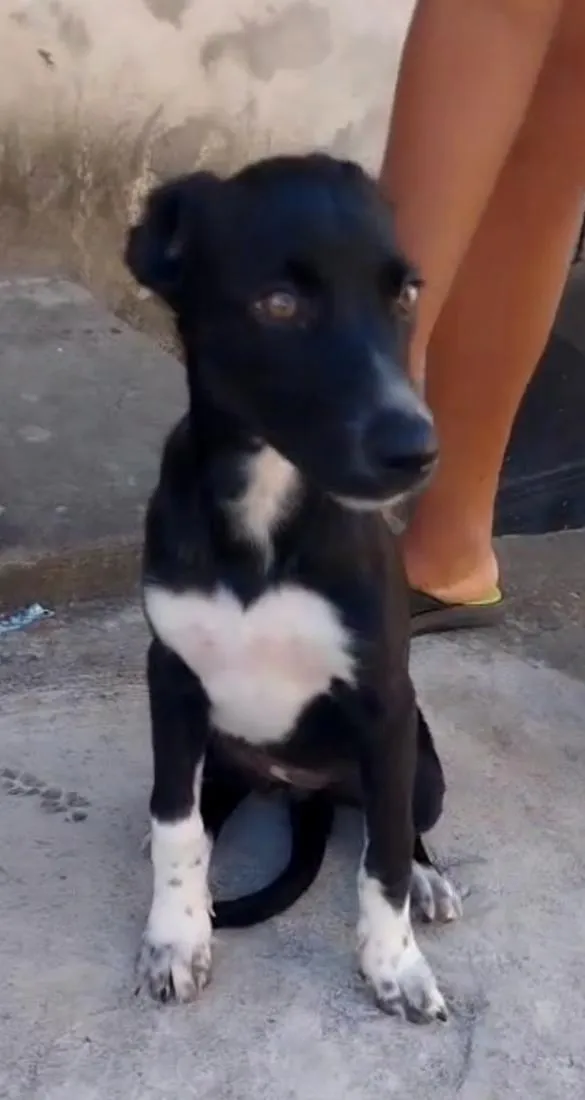 Cachorro raça SRD-ViraLata idade 2 a 6 meses nome Pretinha