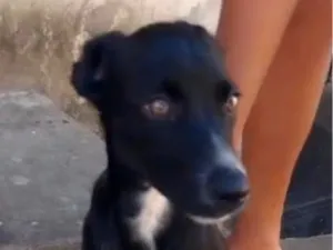 Cachorro raça SRD-ViraLata idade 2 a 6 meses nome Pretinha