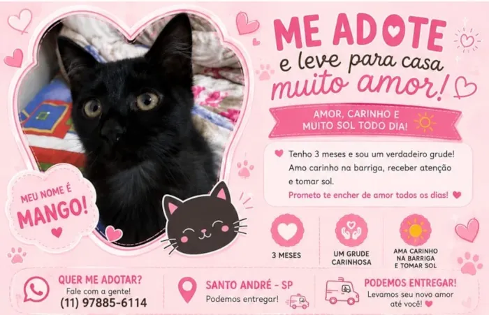 Gato raça SRD-ViraLata idade 2 a 6 meses nome Mango