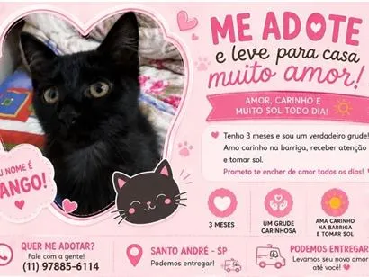 Gato raça SRD-ViraLata idade 2 a 6 meses nome Mango