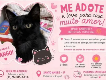 Gato raça SRD-ViraLata idade 2 a 6 meses nome Mango