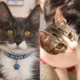 Koda e Joca