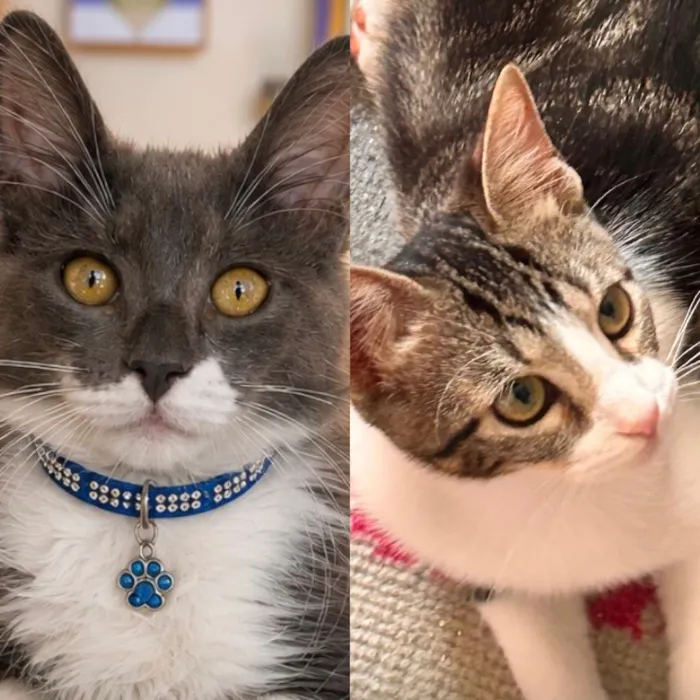 Gato raça SRD-ViraLata idade 2 a 6 meses nome Koda e Joca