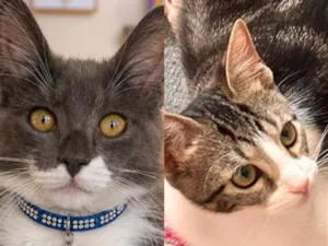 Gato raça SRD-ViraLata idade 2 a 6 meses nome Koda e Joca