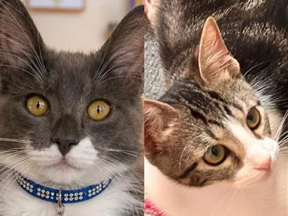 Gato raça SRD-ViraLata idade 2 a 6 meses nome Koda e Joca