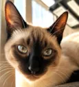 Kiko