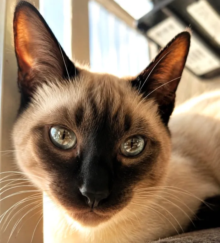 Gato raça Siamês idade 2 a 6 meses nome Kiko