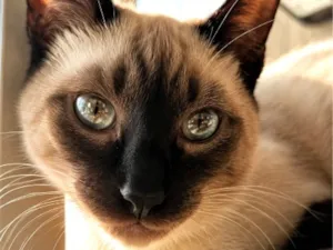 Gato raça Siamês idade 2 a 6 meses nome Kiko