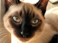 Kiko