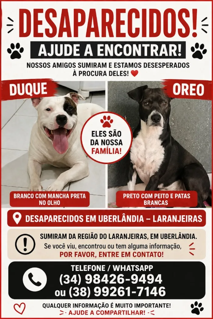 Cachorro raça SRD-ViraLata idade 6 ou mais anos nome Duque