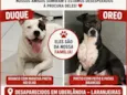 Duque