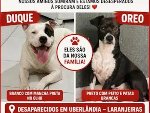 Cachorro raça SRD-ViraLata idade 6 ou mais anos nome Duque