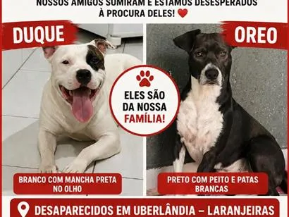 Cachorro raça SRD-ViraLata idade 6 ou mais anos nome Duque