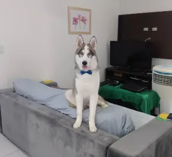 Cachorro raça Pastor Alemão idade 4 anos nome Sansão
