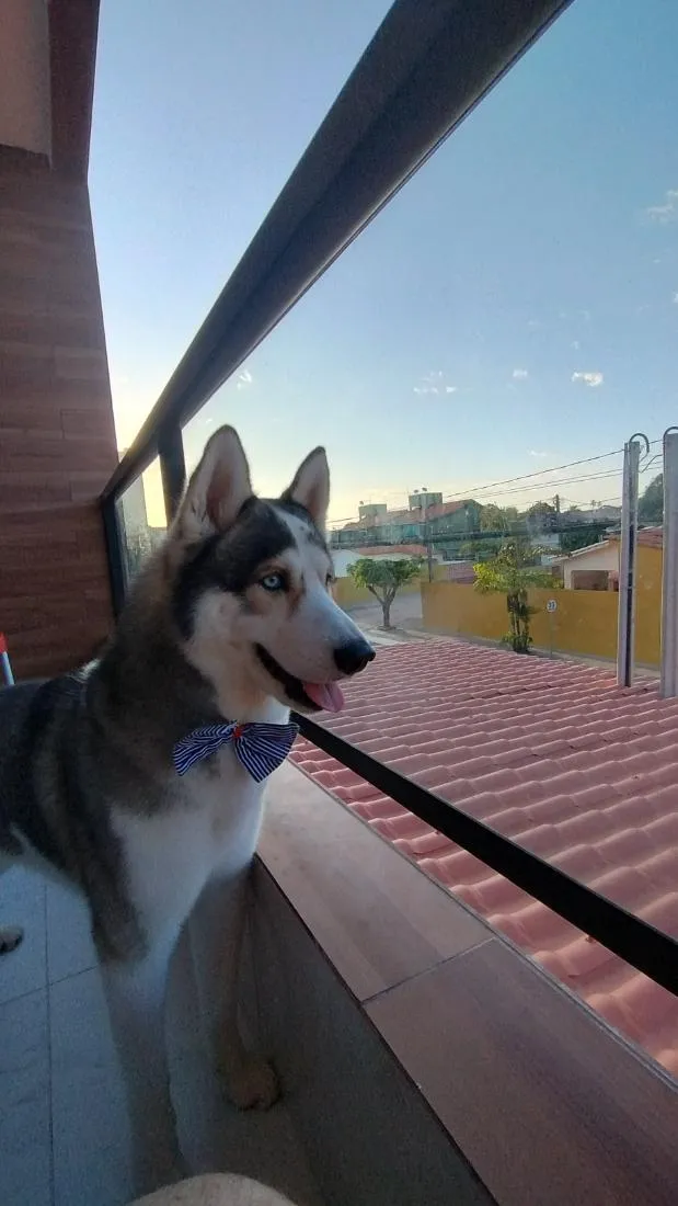 Cachorro raça Pastor Alemão idade 4 anos nome Sansão