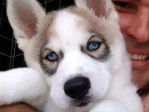 Cachorro raça Pastor Alemão idade 4 anos nome Sansão