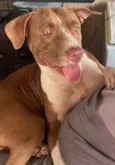 Akira