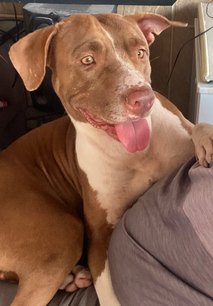 Cachorro raça Pit-Bull idade 5 anos nome Akira