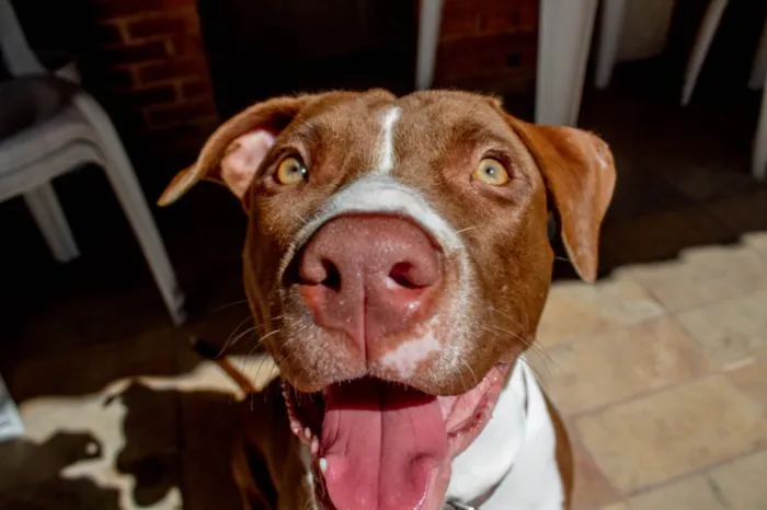 Cachorro raça Pit-Bull idade 5 anos nome Akira