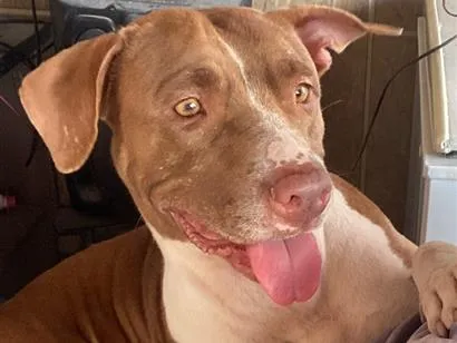 Cachorro raça Pit-Bull idade 5 anos nome Akira