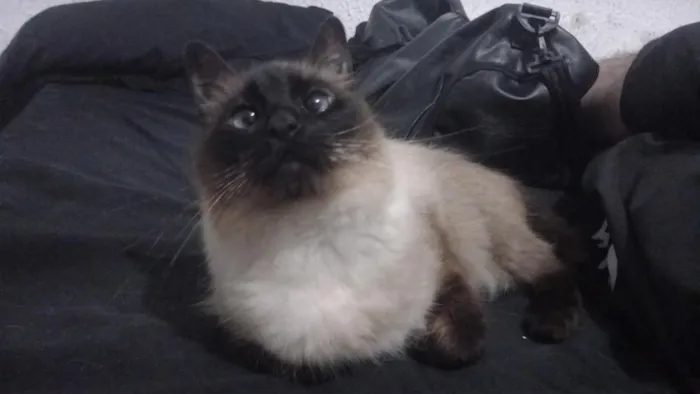 Gato raça Siamês idade 1 ano nome Ellie