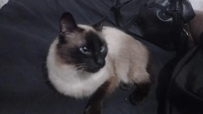 Gato raça Siamês idade 1 ano nome Ellie