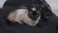 Ellie