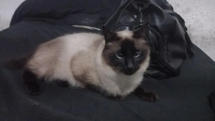 Gato raça Siamês idade 1 ano nome Ellie