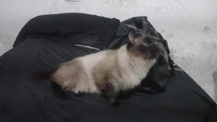 Gato raça Siamês idade 1 ano nome Ellie