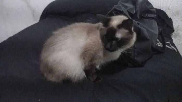 Gato raça Siamês idade 1 ano nome Ellie