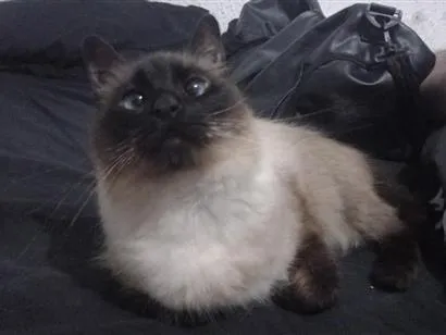 Gato raça Siamês idade 1 ano nome Ellie