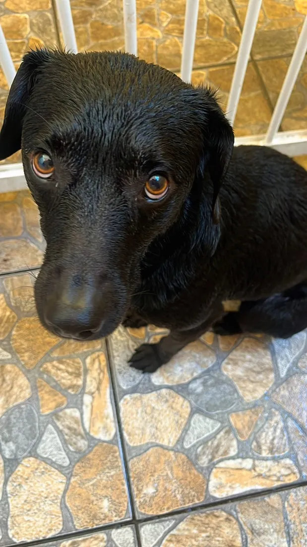 Cachorro raça SRD-ViraLata idade 4 anos nome Snoopy
