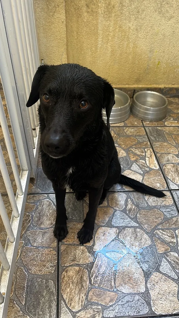 Cachorro raça SRD-ViraLata idade 4 anos nome Snoopy