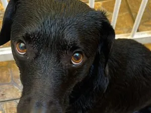 Cachorro raça SRD-ViraLata idade 4 anos nome Snoopy