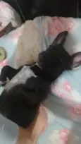 preta 