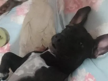 Cachorro raça SRD-ViraLata idade 3 anos nome preta 