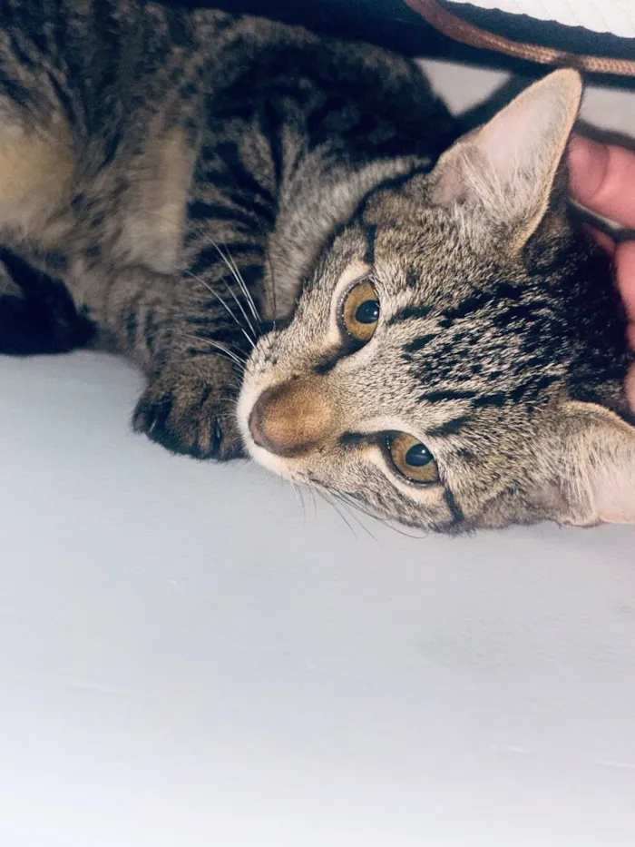 Gato raça SRD-ViraLata idade 2 a 6 meses nome Neneco