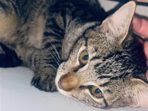 Gato raça SRD-ViraLata idade 2 a 6 meses nome Neneco