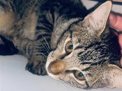 Gato raça SRD-ViraLata idade 2 a 6 meses nome Neneco