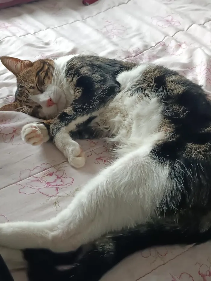 Gato raça SRD-ViraLata idade 2 anos nome ozzy