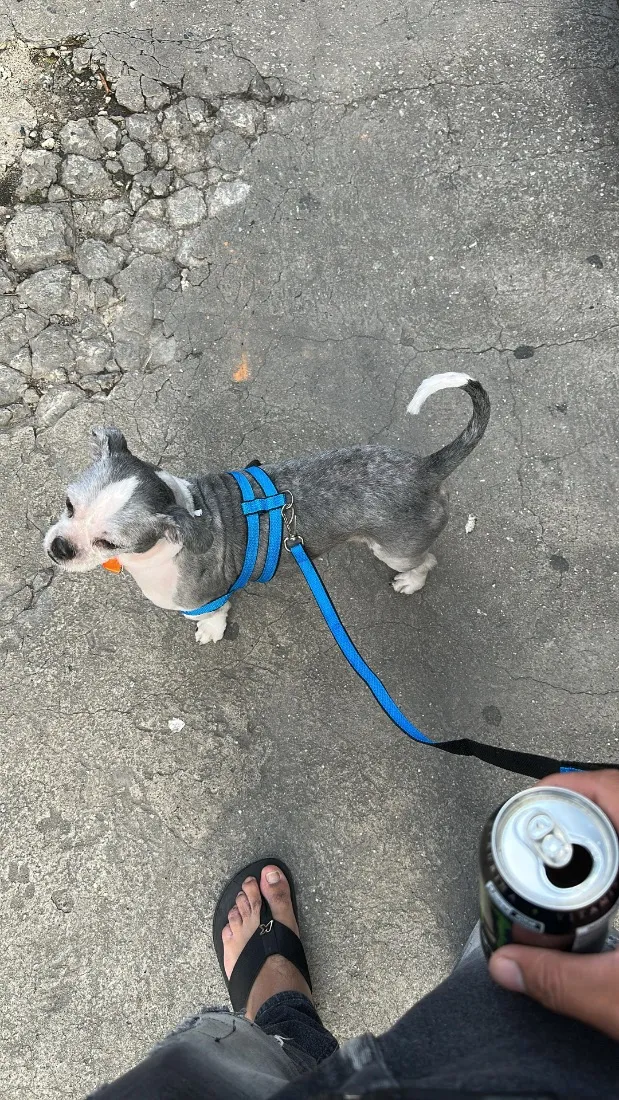 Cachorro raça Shitzu idade 2 anos nome Ralph 