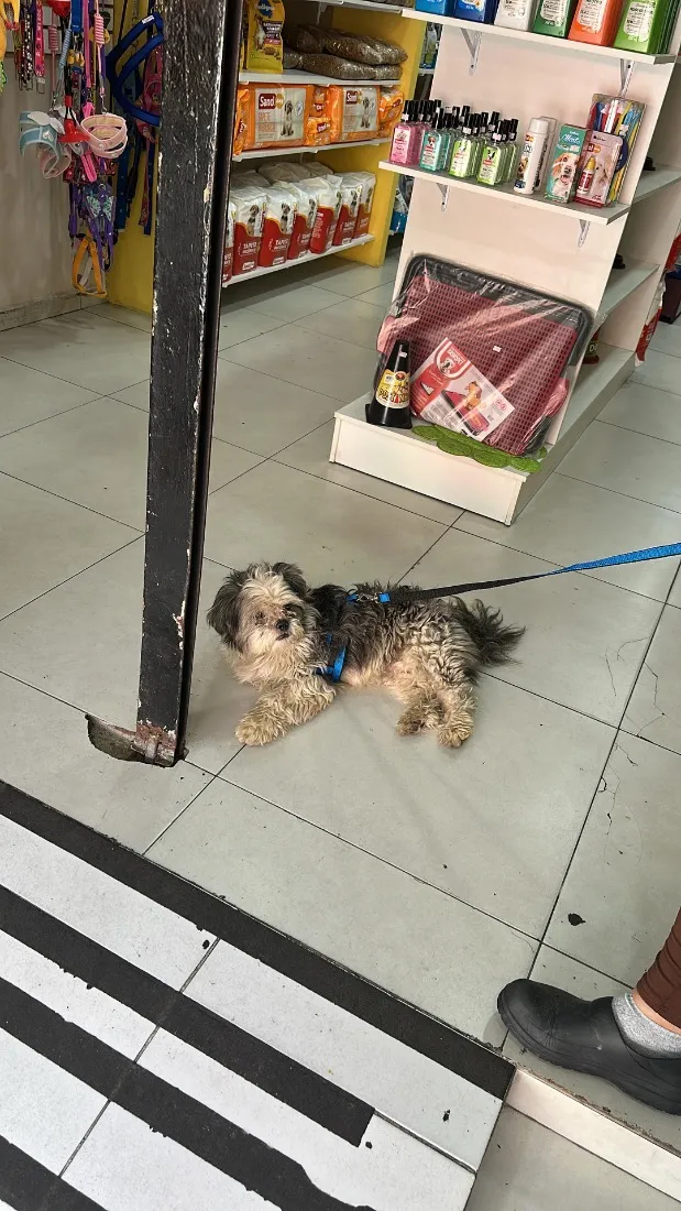 Cachorro raça Shitzu idade 2 anos nome Ralph 