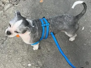 Cachorro raça Shitzu idade 2 anos nome Ralph 