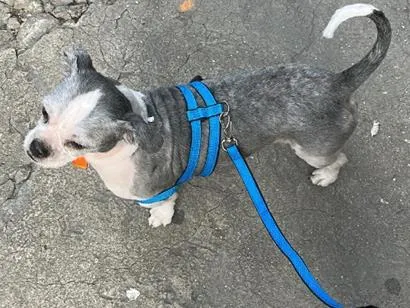 Cachorro raça Shitzu idade 2 anos nome Ralph 