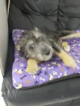 Zoe