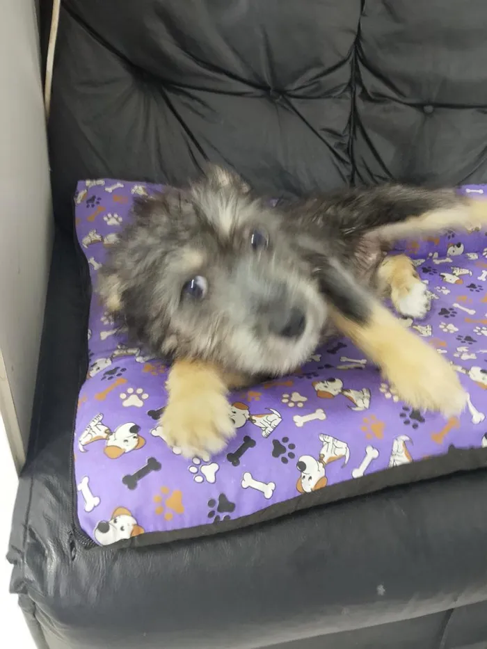 Cachorro raça SRD-ViraLata idade 2 a 6 meses nome Zoe