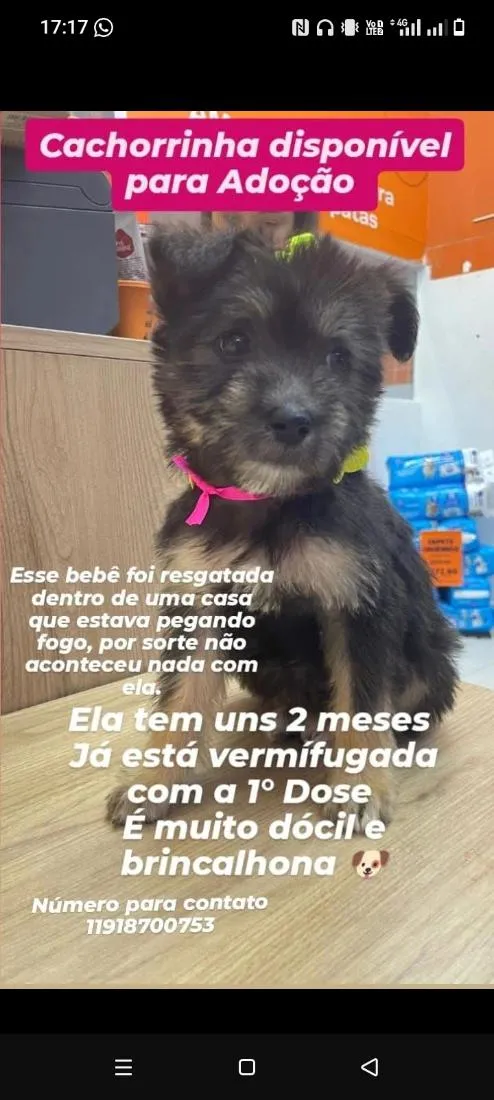 Cachorro raça SRD-ViraLata idade 2 a 6 meses nome Zoe